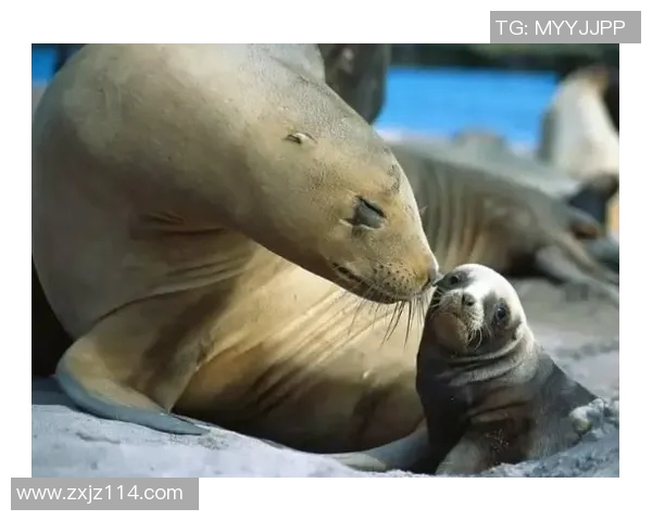 韩国足球明星携子共度欢乐时光亲子节目引发热议与感动 韩国足球明星携子共度欢乐时光亲子节目引发热议与感动